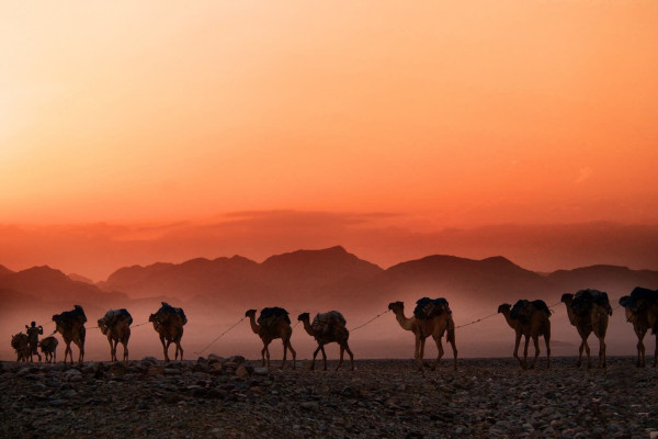 A caravan of camels in the desert. The sun sets and paints the sky orange. Mountains are visible in the background.